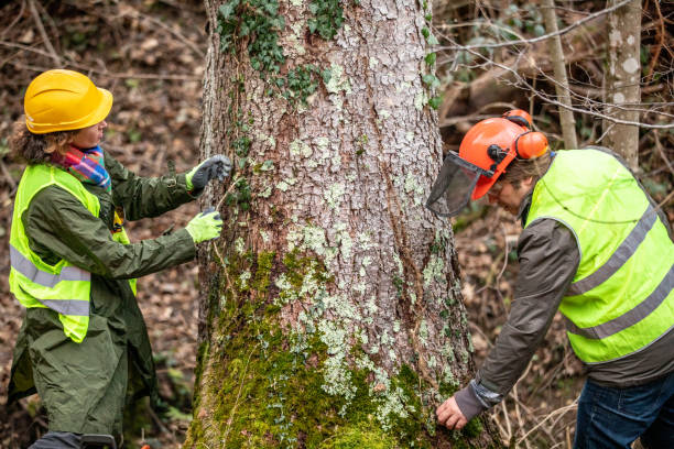 Best Tree Preservation Services  in Hasbrouck Heights, NJ