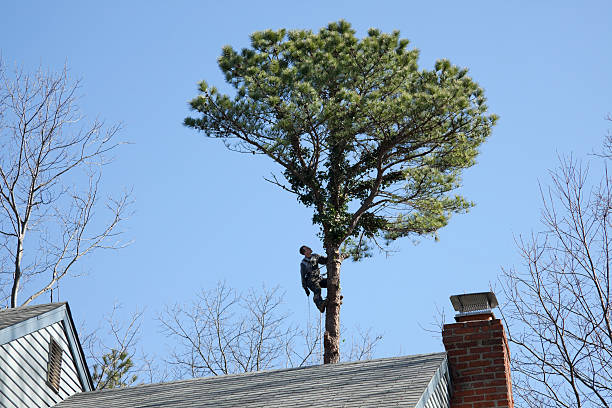 How Our Tree Care Process Works  in  Hasbrouck Heights, NJ