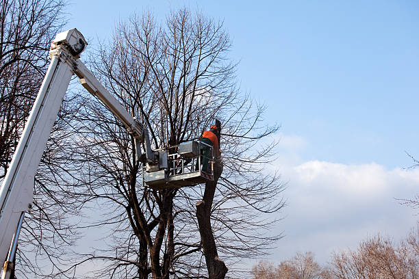 Best Tree Maintenance Programs  in Hasbrouck Heights, NJ