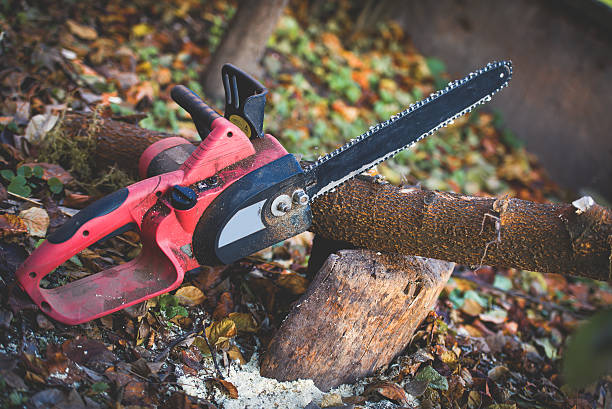 Best Stump Grinding and Removal  in Hasbrouck Heights, NJ