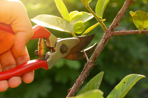 Best Tree Removal  in Hasbrouck Heights, NJ